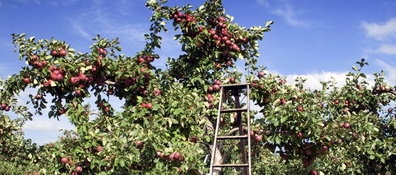 blog-apple-tree-ladder
